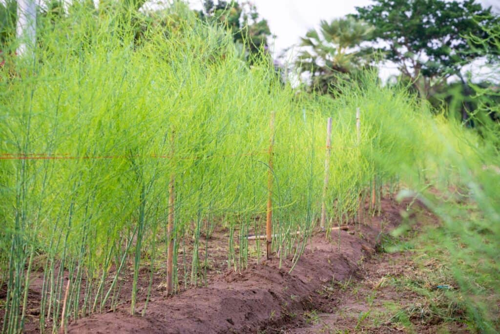 coltivazioni di asparagi in azienda