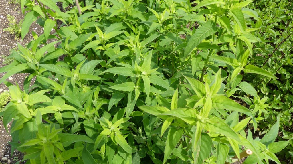 foglie di balsamo d'api