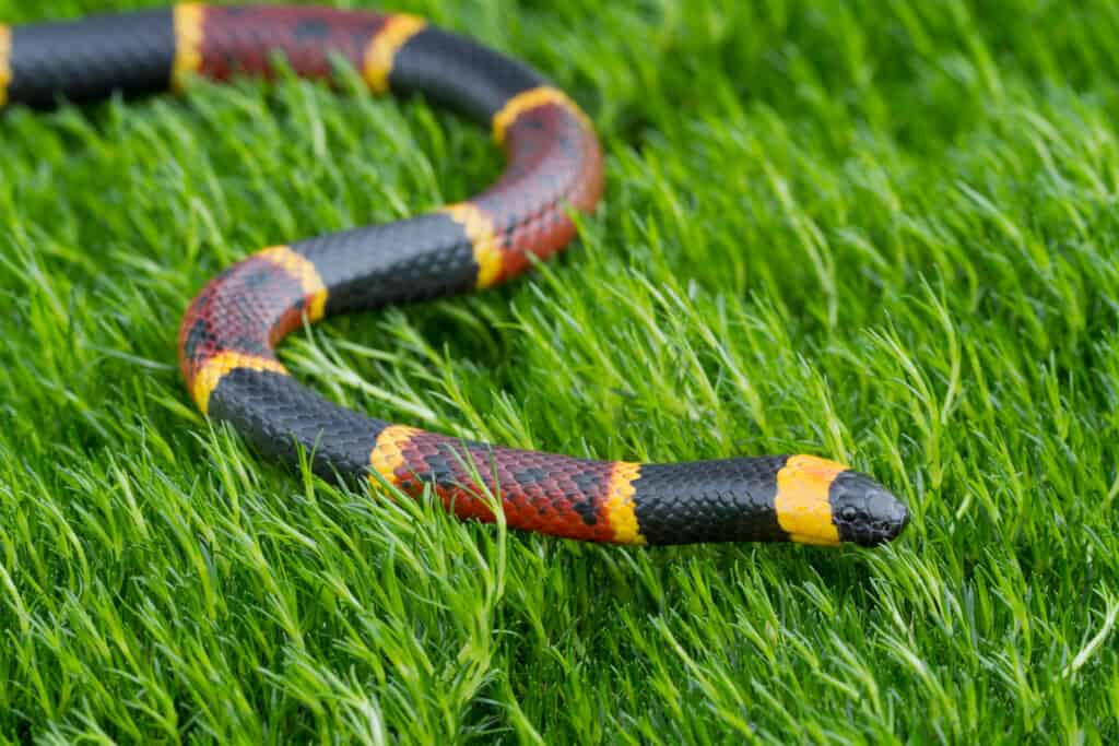 Un serpente corallo orientale striscia attraverso l'erba