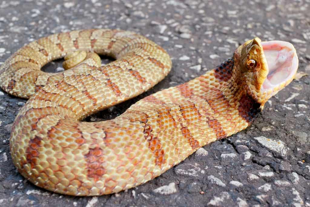 Serpente hognose orientale