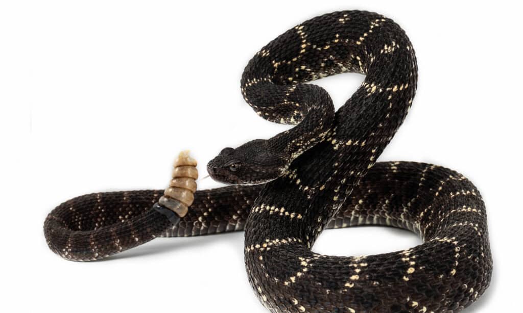 serpente a sonagli nero dell'Arizona pronto a colpire
