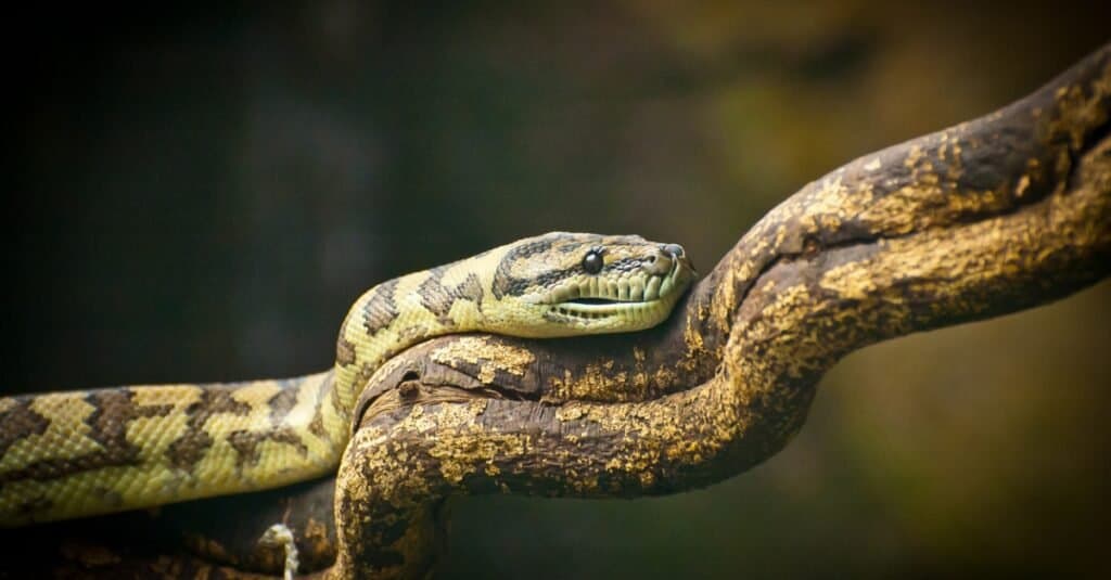 serpente bushmaster sull'arto
