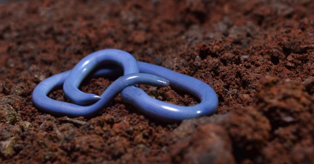 Serpente cieco bramino