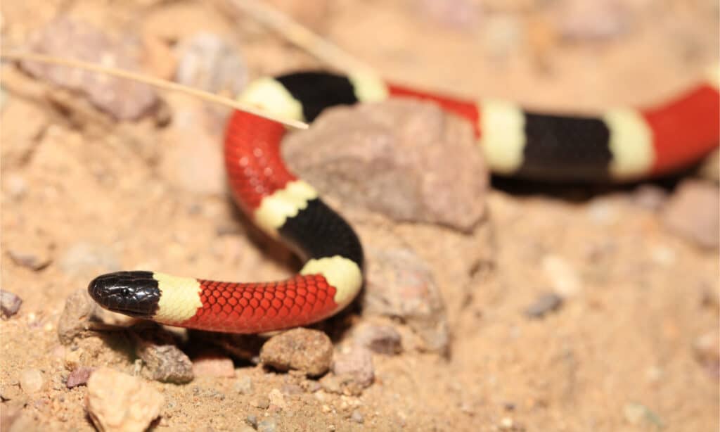 Un serpente corallo dell'Arizona che striscia sul terreno sabbioso