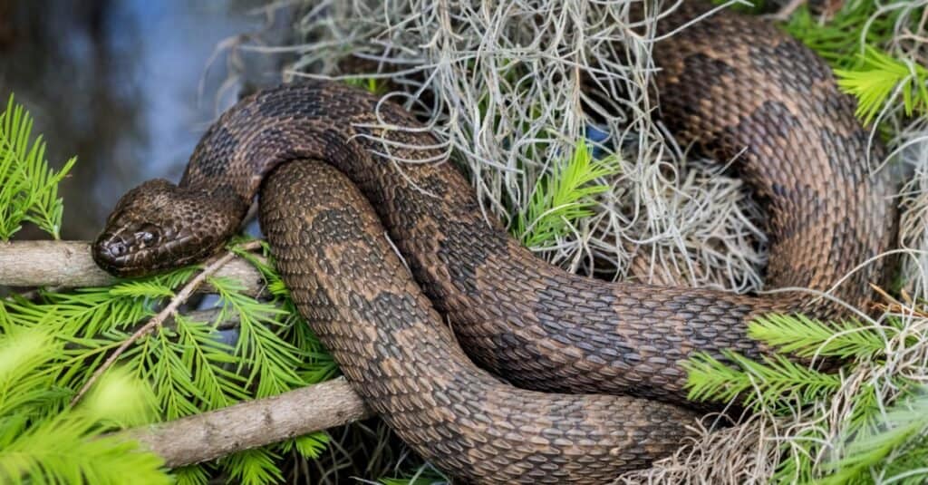 serpente d'acqua marrone