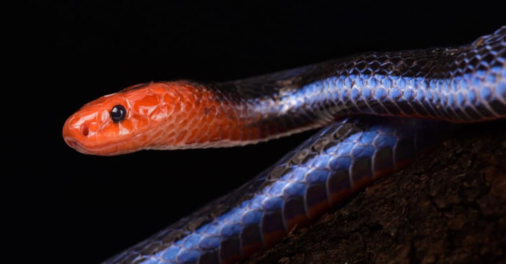Serpente corallo malese blu