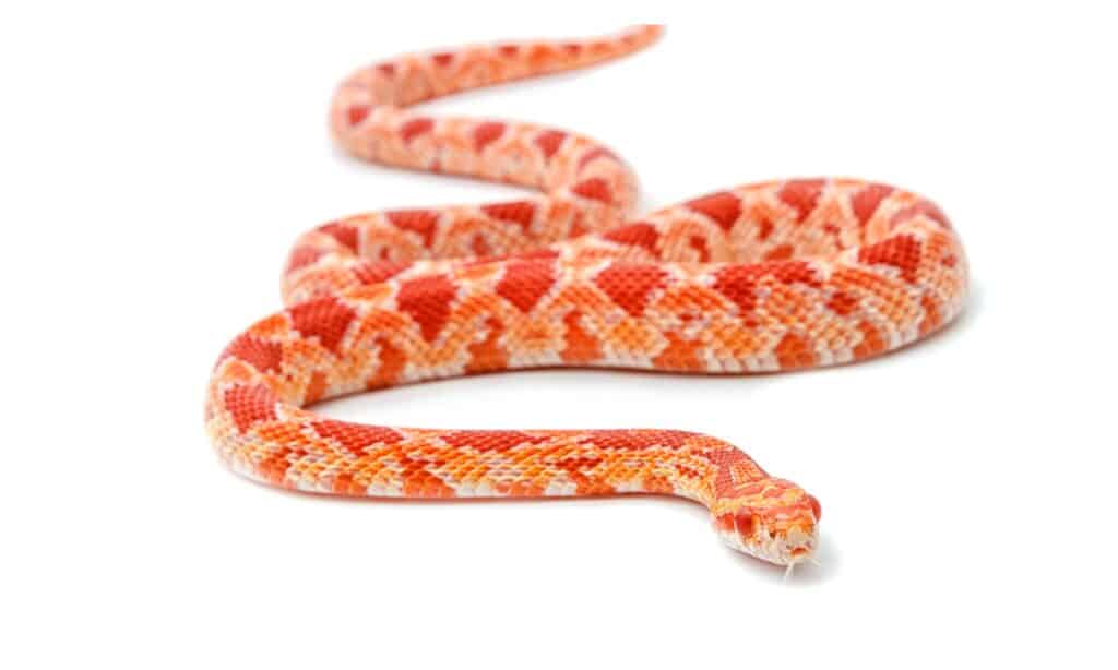 Serpente di mais albino