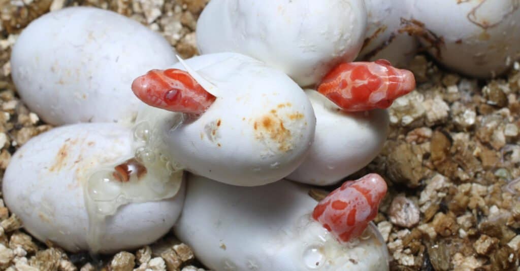 Schiusa dei serpenti di mais