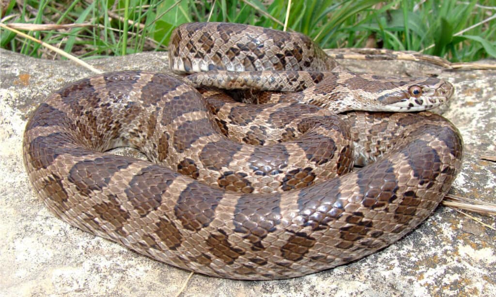 Great Plains Rat Snake si avvolge e scuote la coda nel tentativo di spaventare le minacce.
