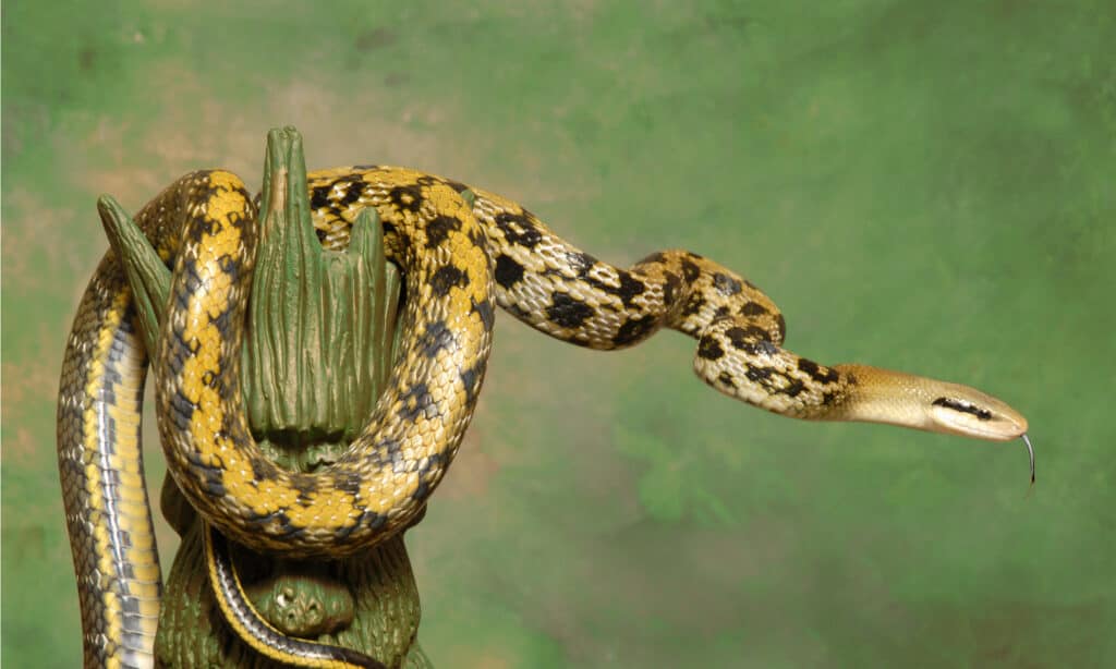 Il corpo del serpente di ratto di bellezza varia dal marrone giallastro a una tonalità verde oliva, sebbene la coda sia più scura della testa.