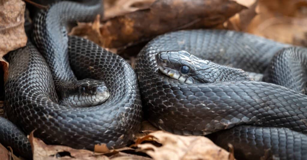Una coppia di crotali orientali (Pantherophis alleghaniensis) si accoccola durante la stagione primaverile.  Raleigh, Carolina del Nord.  La base del loro corpo è tipicamente di un nero lucido.