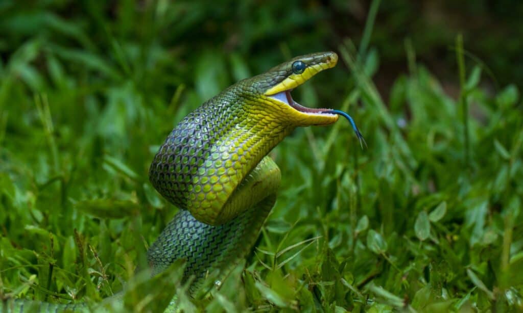 Serpente di ratto verde