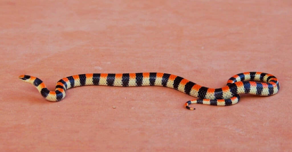 Un serpente di terra occidentale striscia sulla sabbia rossa