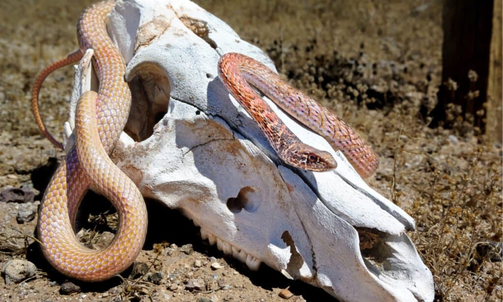 Serpente Coachwhip - Nel teschio