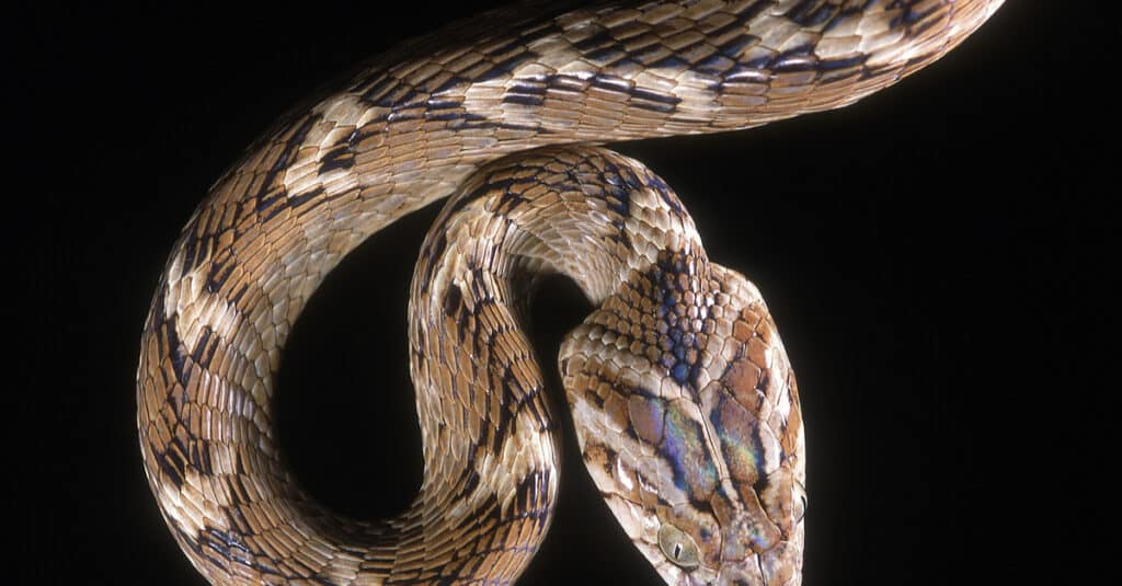 Primo piano della testa di un serpente di gatto indiano comune
