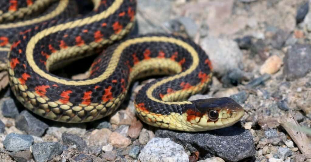 serpente giarrettiera che striscia sulle rocce