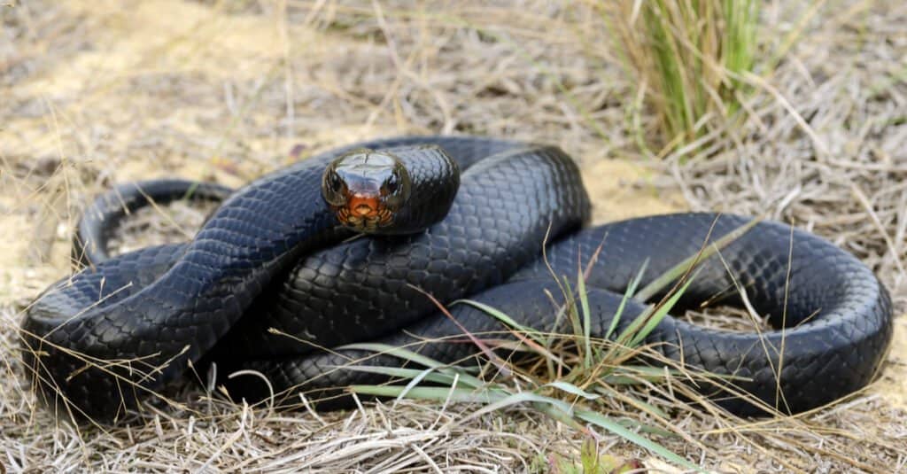 Serpente indaco orientale (Drymarchon couperi) sdraiato nell'erba.  Il serpente indaco orientale è il serpente più lungo d'America.