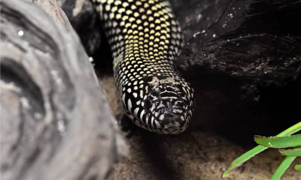 serpente reale del deserto