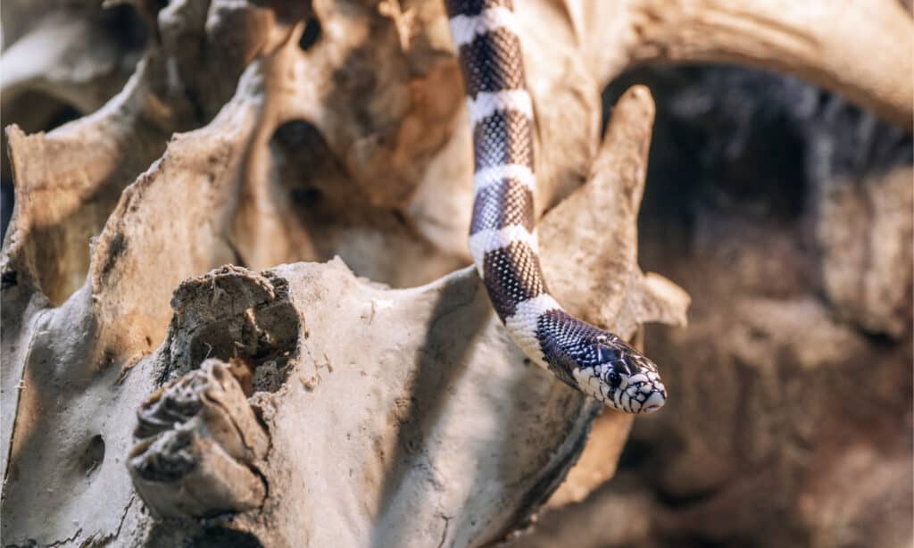 Un serpente reale di montagna della California che striscia sul cranio di una mucca