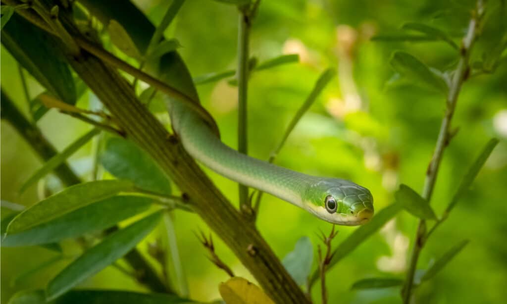 serpente verde in un albero