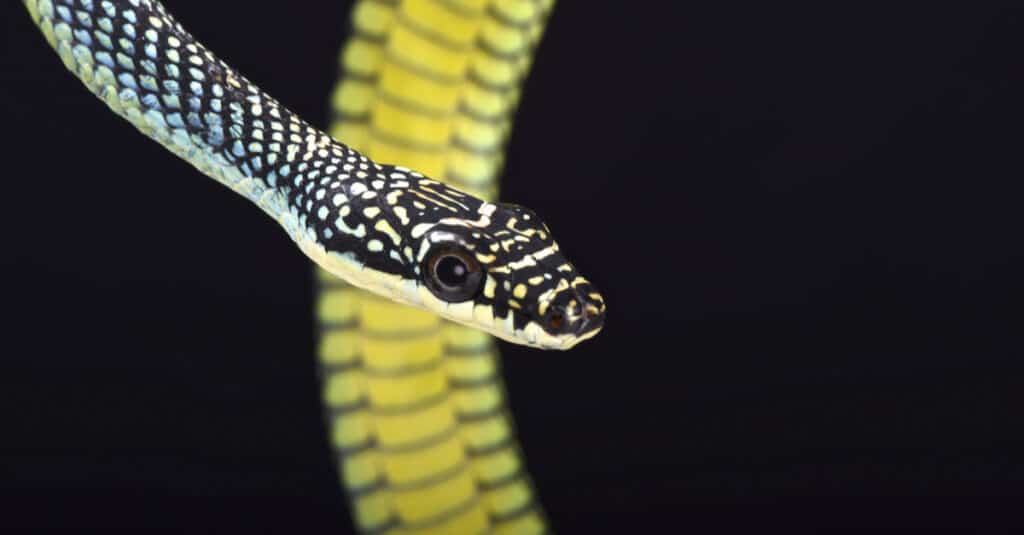 Serpente volante del paradiso