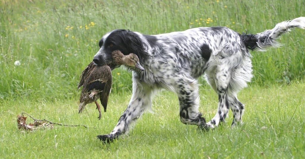 Llewellin Setter vs Setter inglese