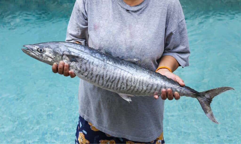 Re Mackerel