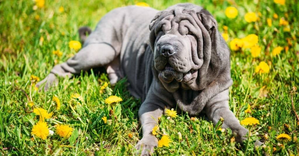 Blue Shar Pei Dog in erba verde in un parco.  Lo Shar Pei, o Shar-Pei cinese, è una razza di cane nota per le sue caratteristiche distintive di rughe profonde.