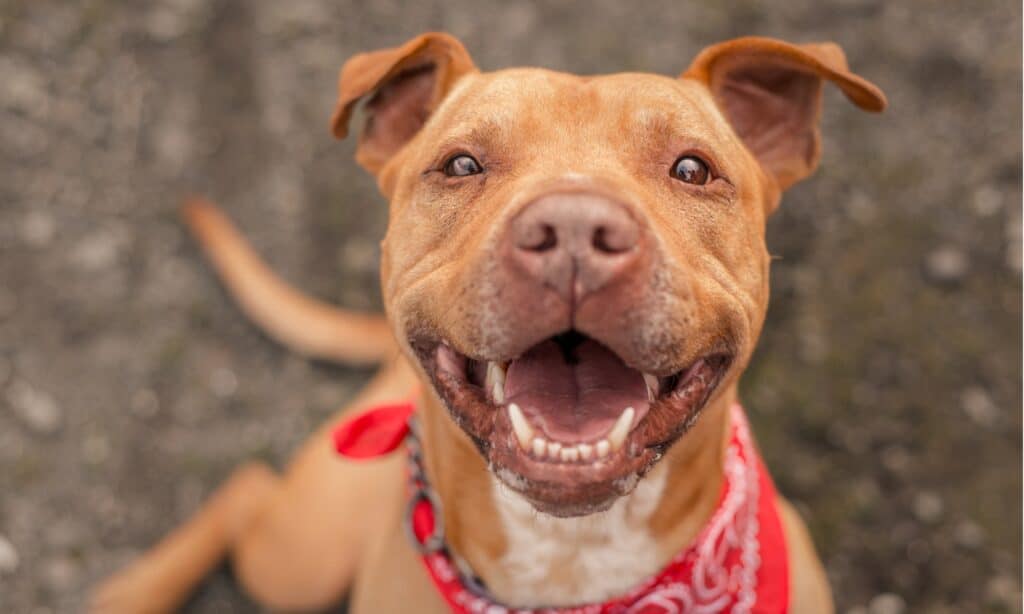 Assicurazione dentale per animali domestici