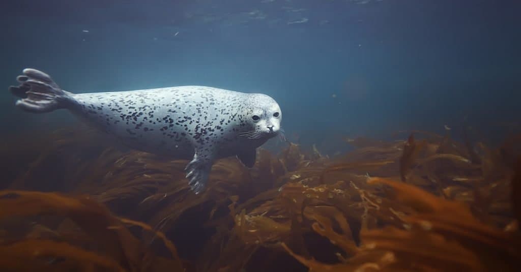 Harbour Seal che si tuffa tra le alghe.
