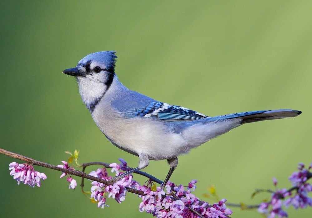 Blue Jay su Redbud orientale, vista laterale