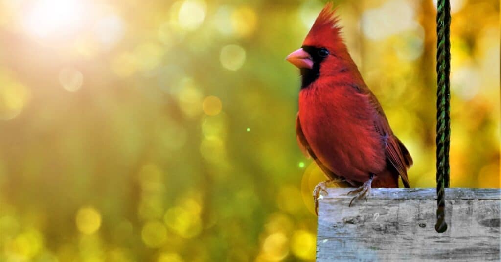 durata cardinale