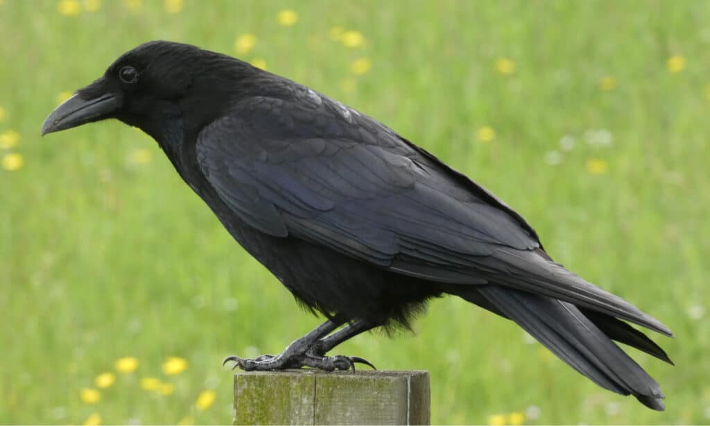Crow appollaiato su un palo al sole