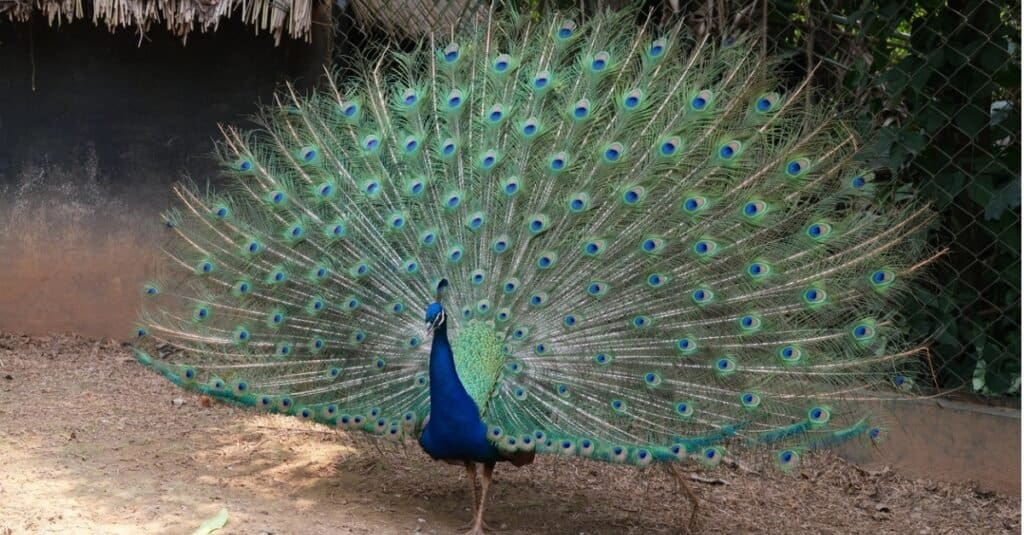 Simbolismo e significato degli animali dello spirito del pavone