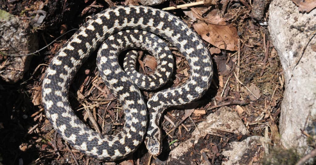 Scopri il velenoso serpente artico che sopravvive a -57° di freddo pungente