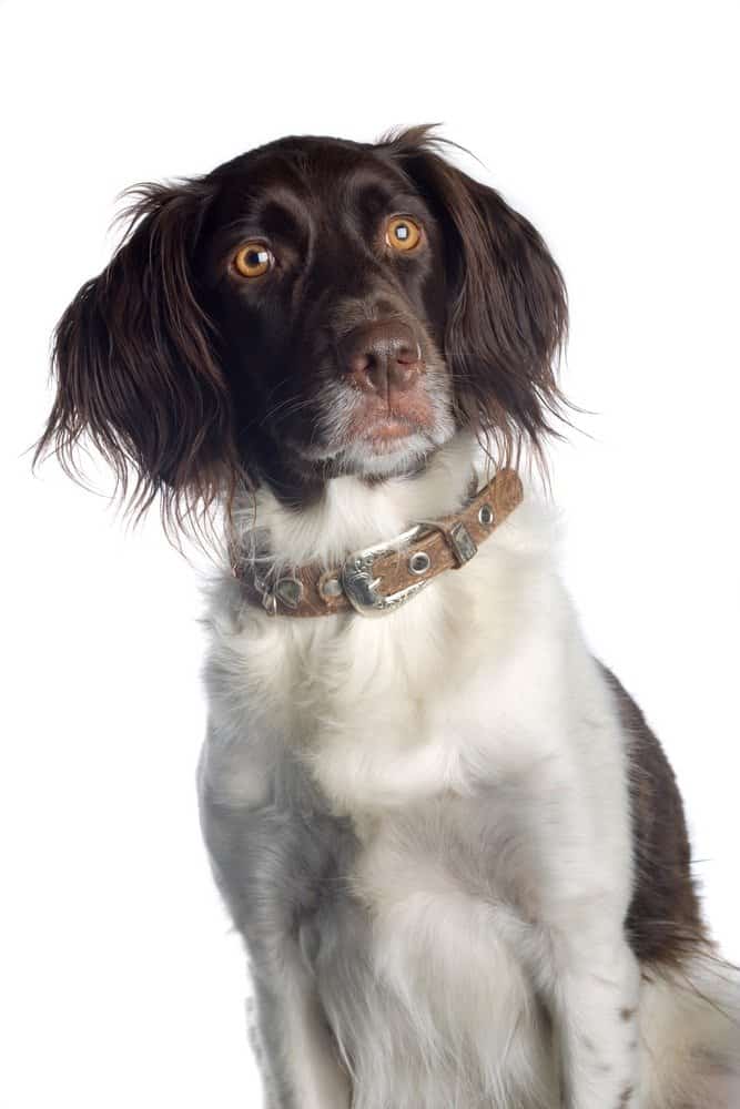 Spaniel d'acqua americano isolato su priorità bassa bianca