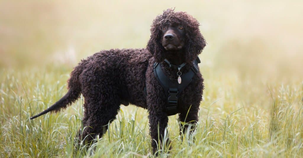 Irish water spaniel - regale sul campo
