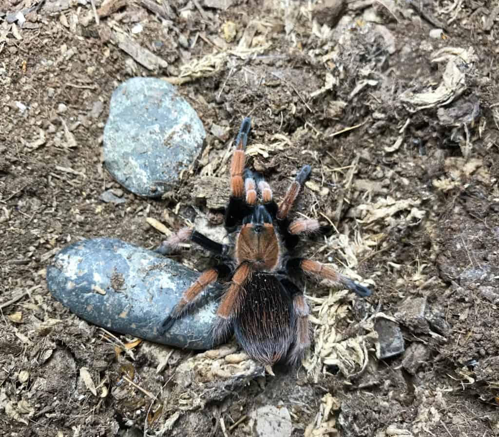 primo piano : Nome scientifico: Aphonopelma bicoloratum.  Nome comune: Maxican blood leg, Maxican Beauty.