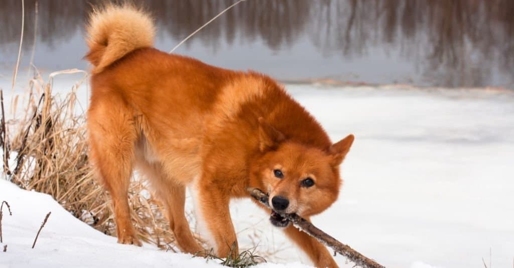 suonare lo spitz finlandese