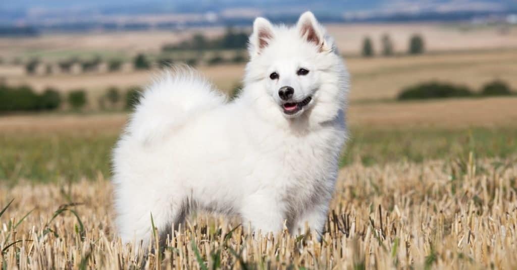 Spitz tedesco che gioca fuori in un campo di grano.