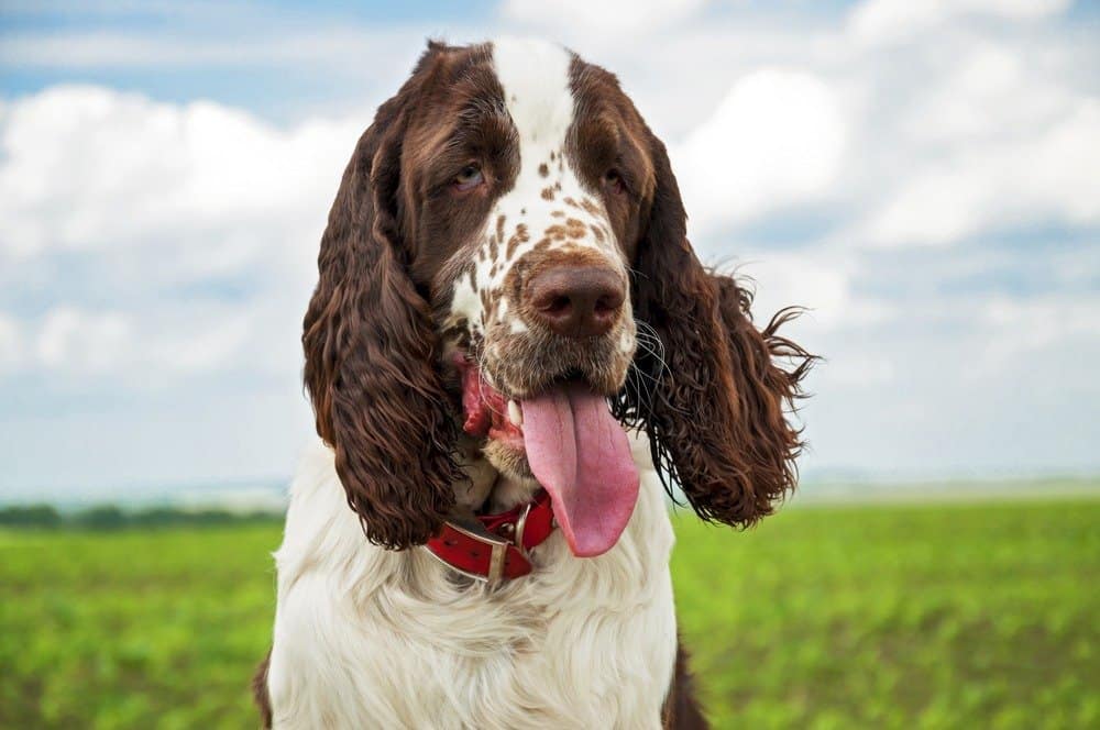 Springer Spaniel Inglese contro Cocker Spaniel Inglese