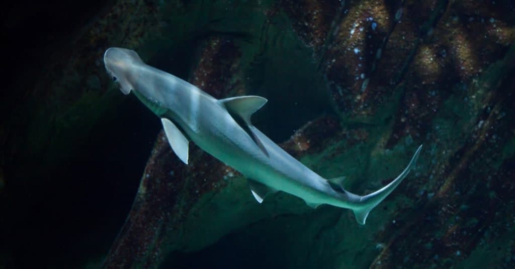 Lo squalo Bonnethead (Sphyrna tiburo) mangia piante e carne