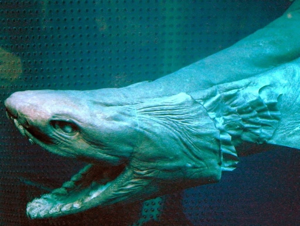 Squalo dal collare (Chlamydoselachus anguineus)