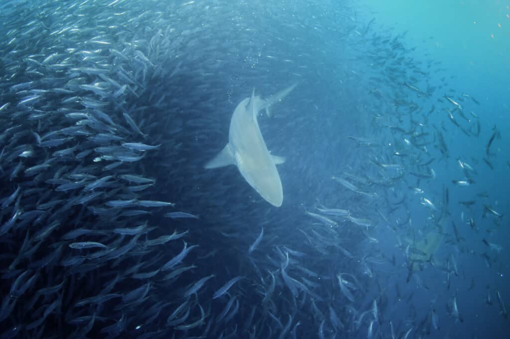 Lo squalo baleniera di bronzo nuota attraverso una palla di esca di sardine cercando di sfrecciare durante la corsa delle sardine sulla costa orientale del Sud Africa.