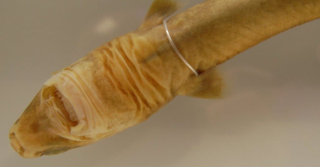La parte inferiore di uno squalo Cookiecutter, che mostra i suoi denti.