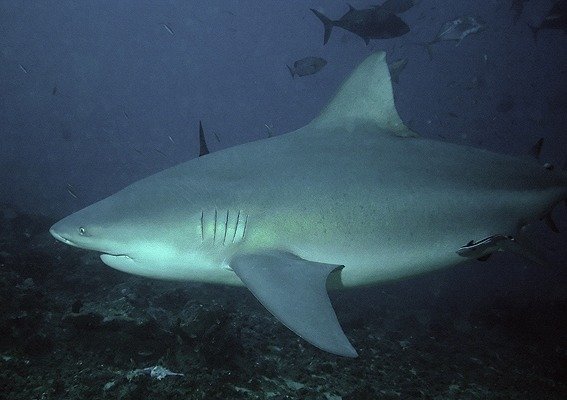 Immagine dello squalo toro