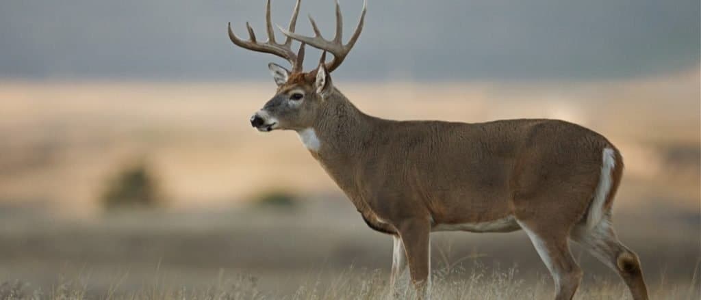 Animali in America Centrale