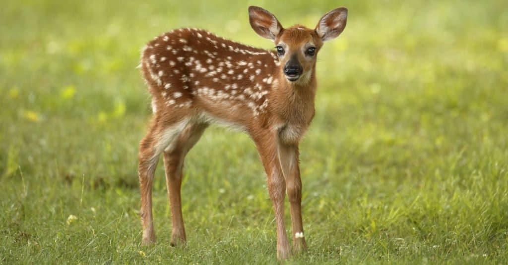 Un cervo dalla coda bianca fulvo in piedi in un prato