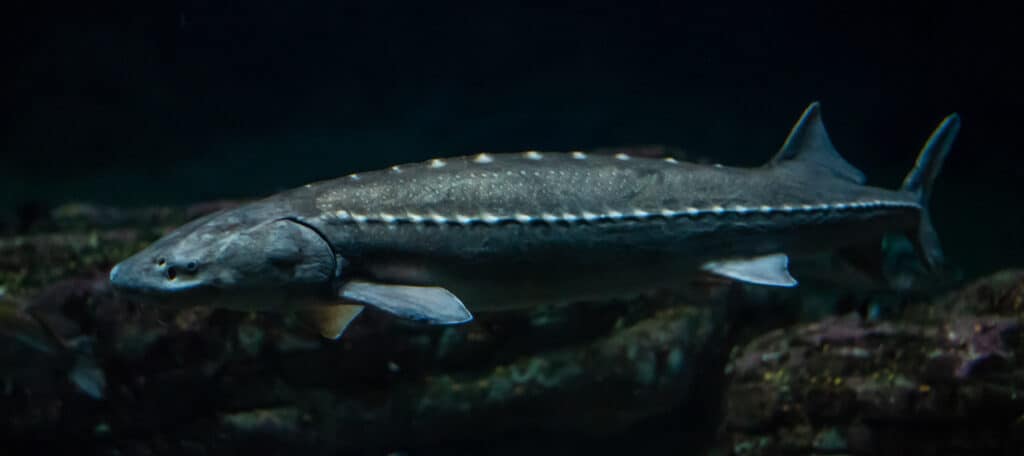 primo piano di storione atlantico