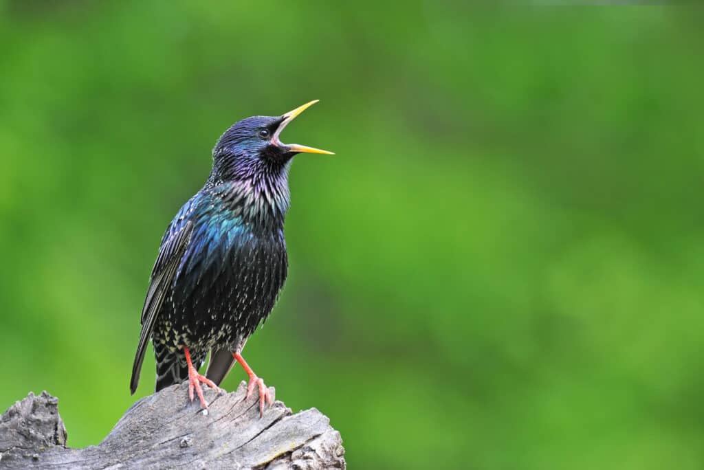 Uno storno europeo che canta in natura